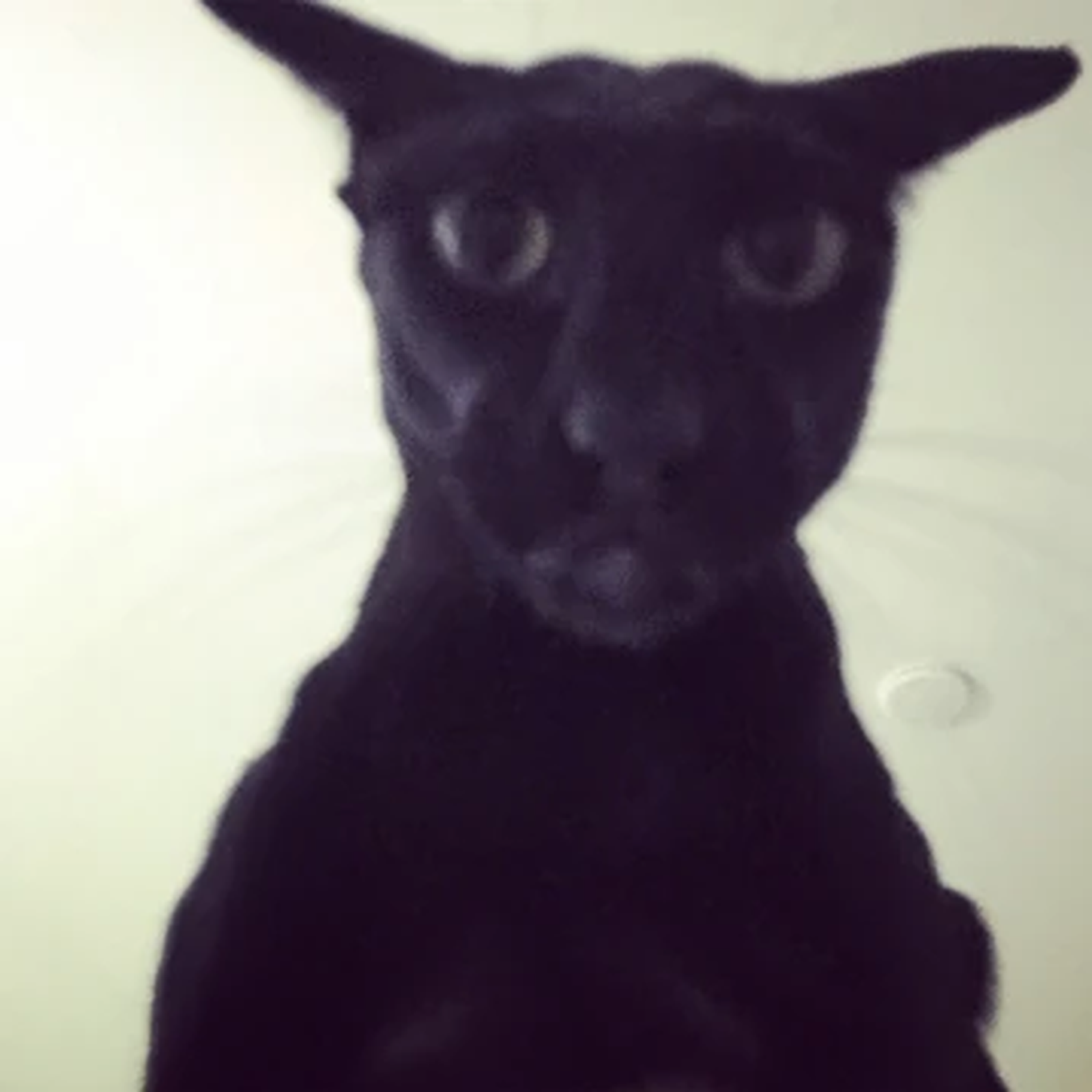 Black Cat