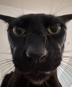 Funny Black