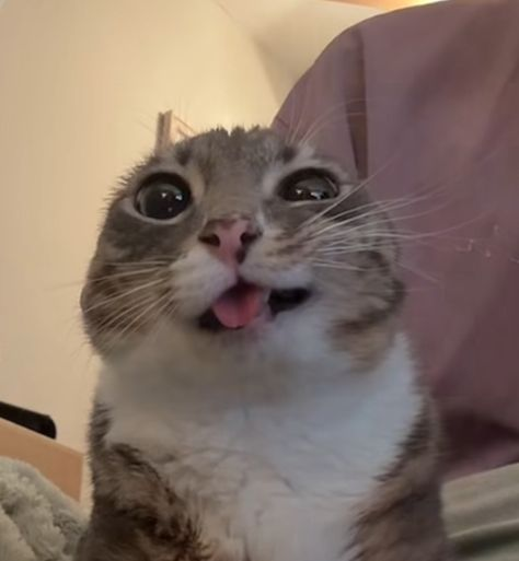 Funny Gray